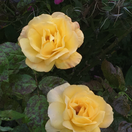 Rachel Corroon - Student Outreach Officer