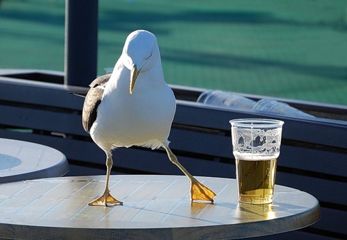 bird